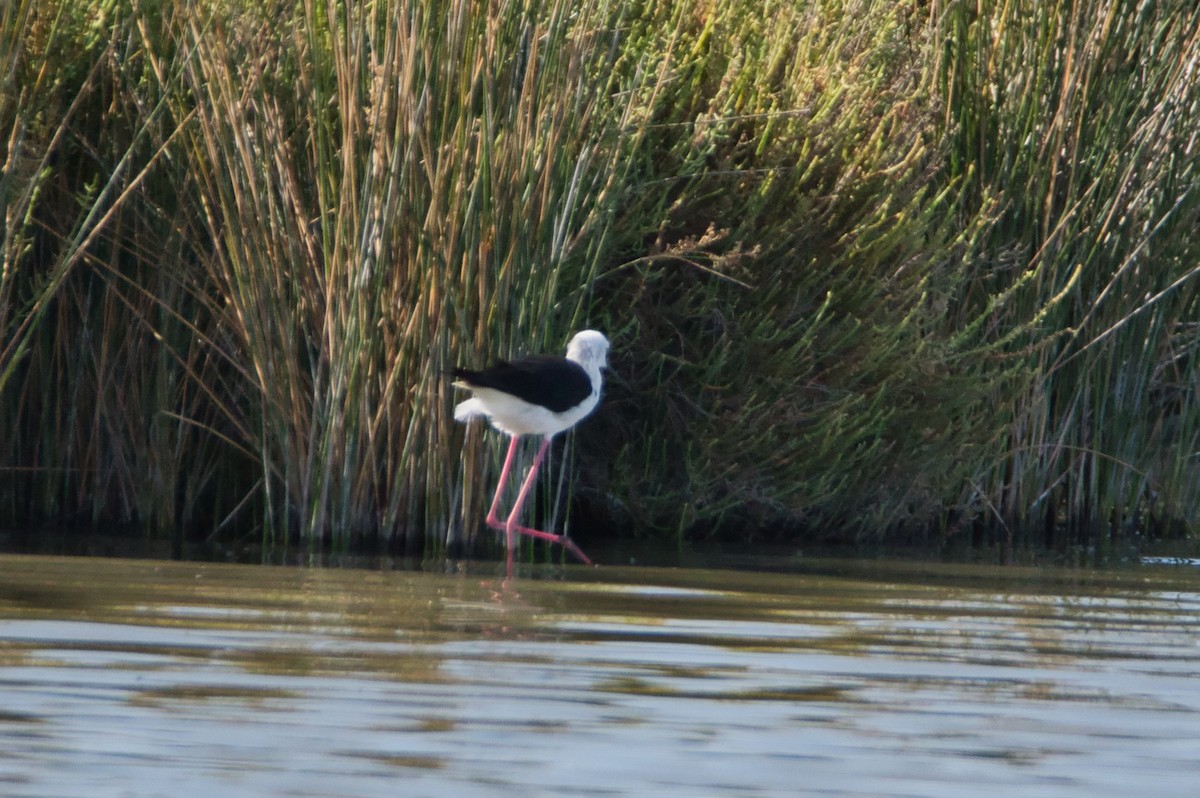 Échasse blanche - ML644990069