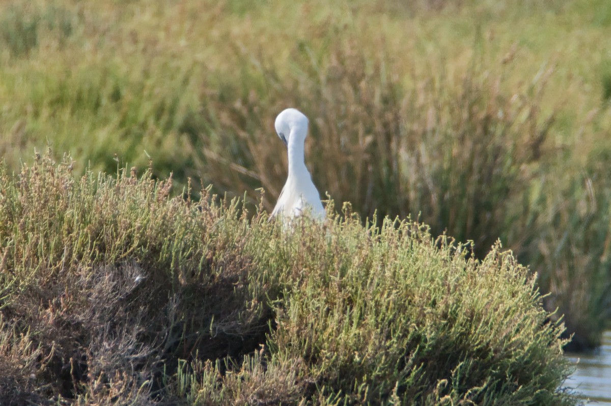 Aigrette garzette - ML644990070