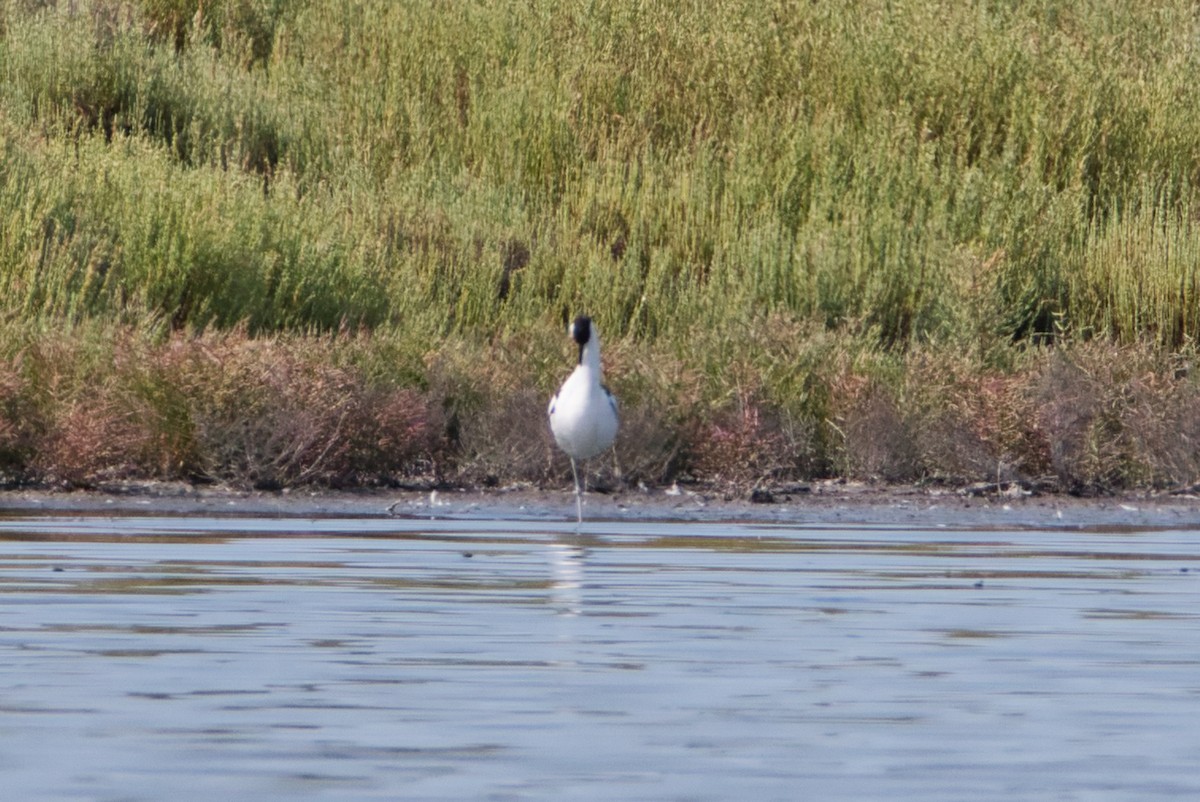 Avocette élégante - ML644990076