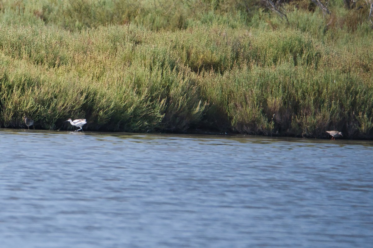 Avocette élégante - ML644990088