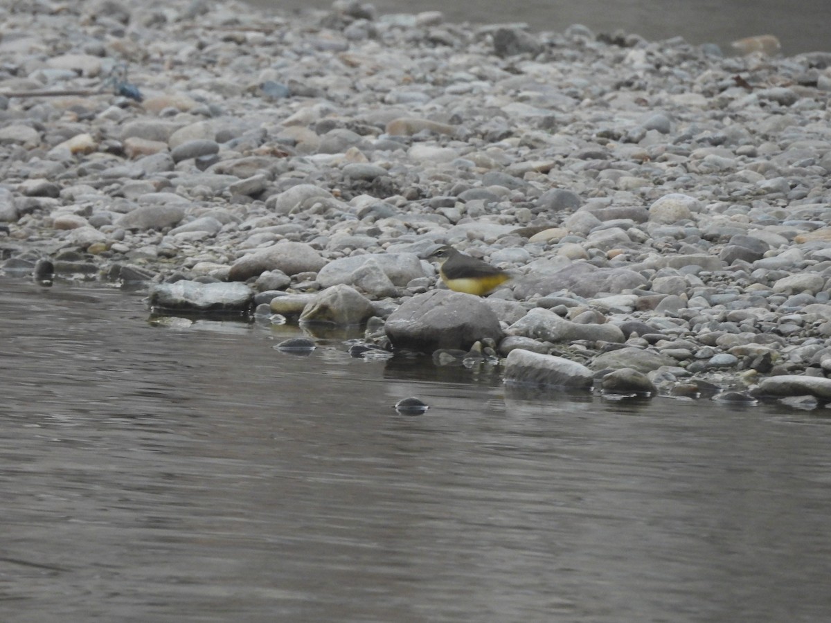 vintererle - ML644990092