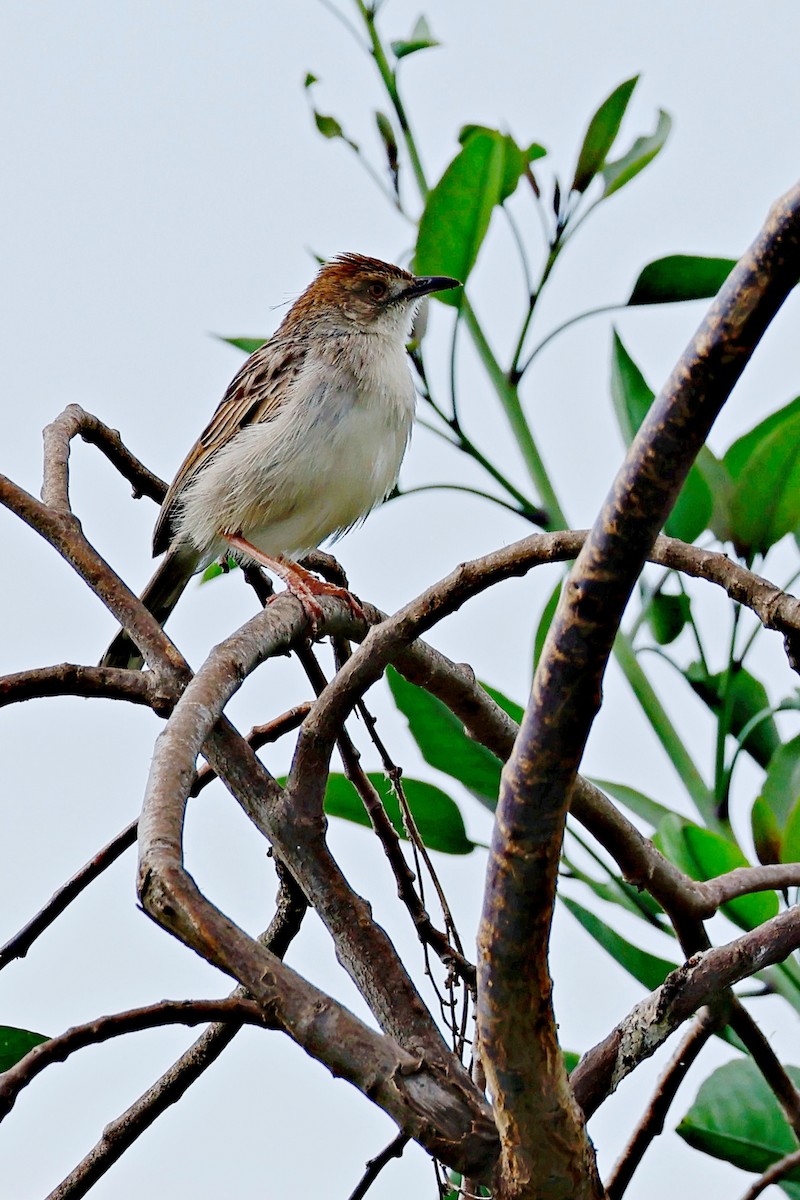 Rattling Cisticola - ML644990093