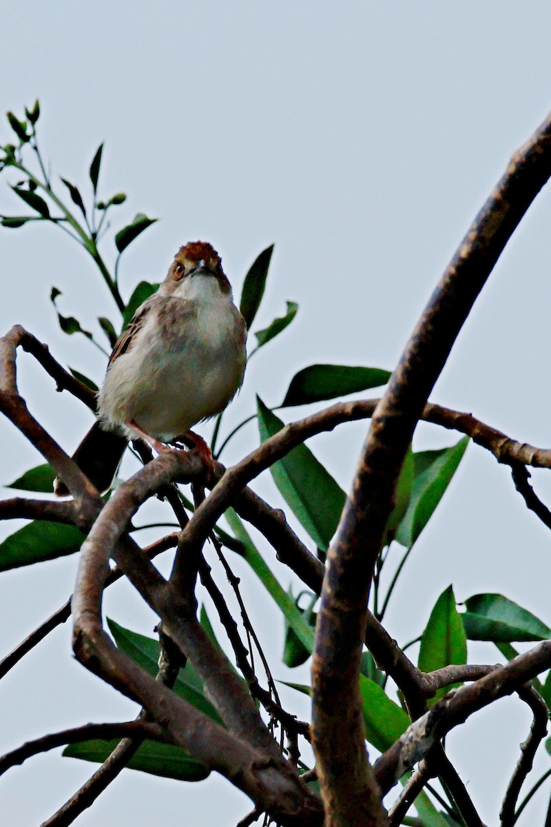 Rattling Cisticola - ML644990096