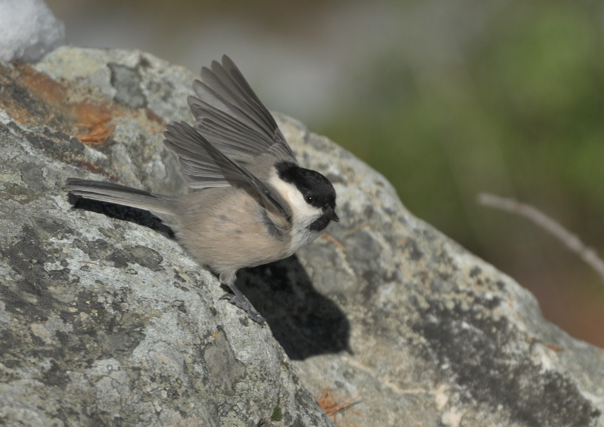 Пухляк - ML644990099