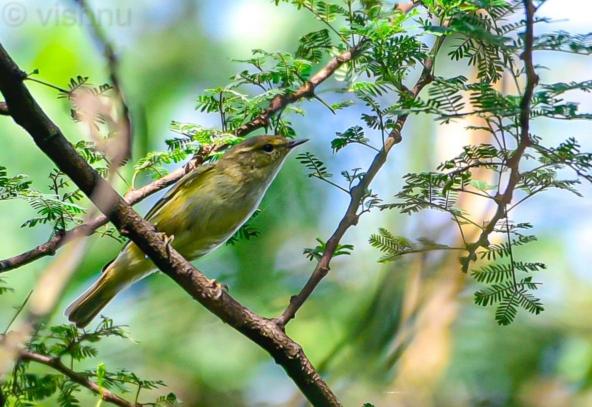 østsanger - ML644990100