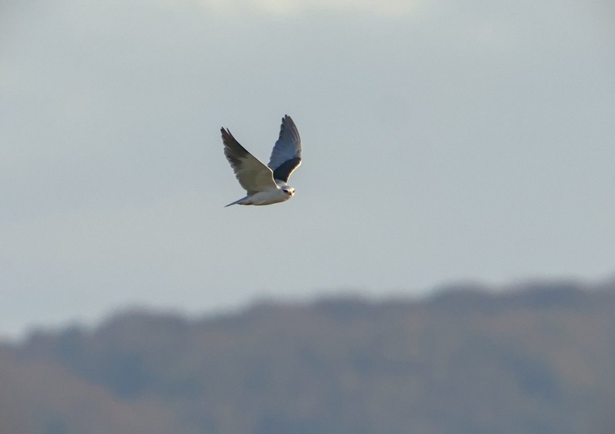 Black-winged Kite - ML644990108