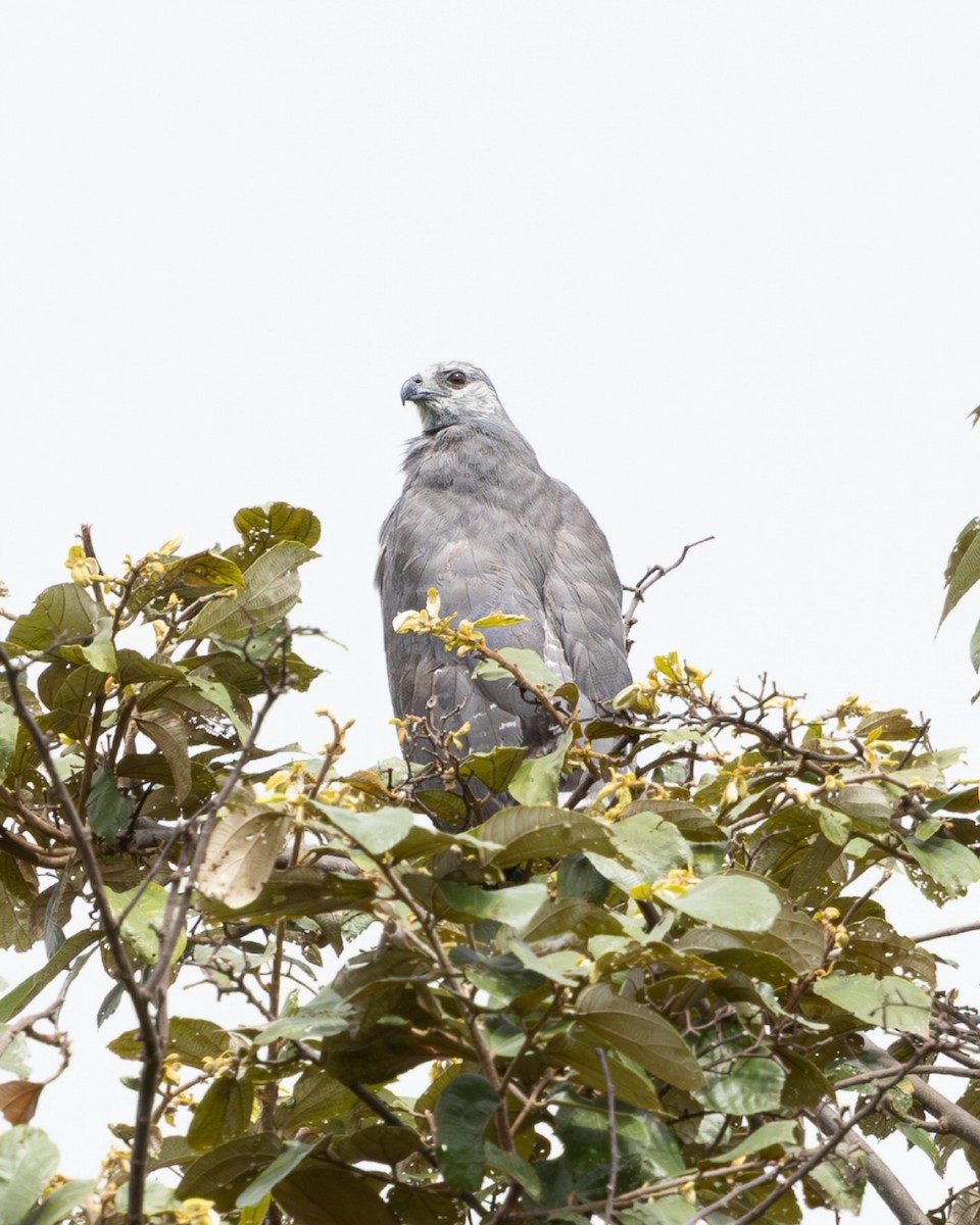 Crane Hawk - ML644990111