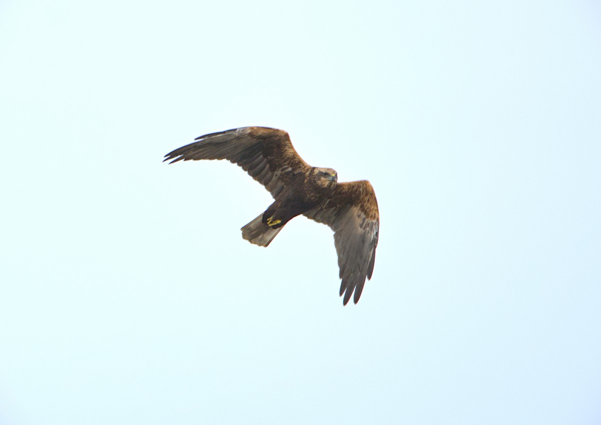 Western Marsh Harrier - ML644990118