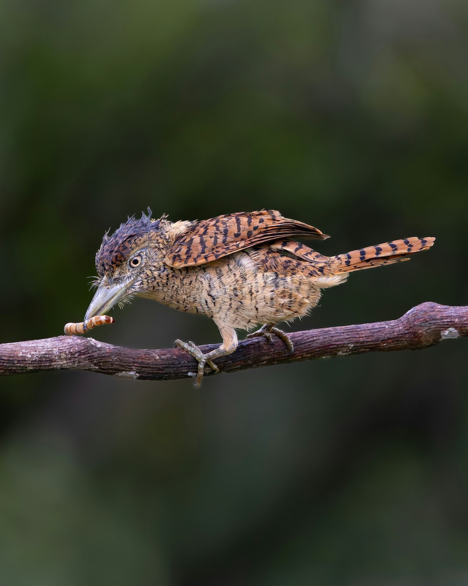 Barred Puffbird - ML644990146