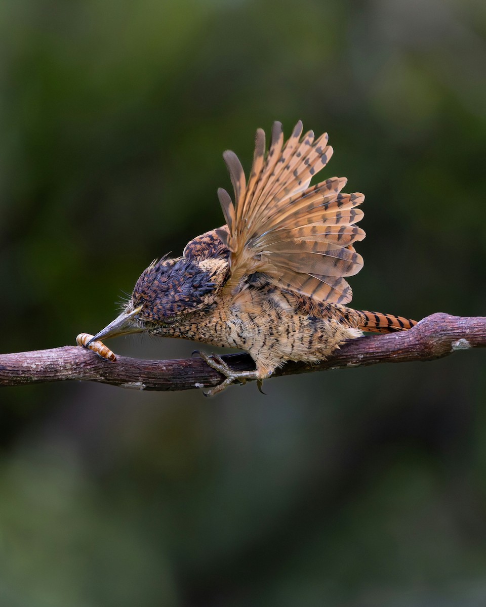 Barred Puffbird - ML644990147