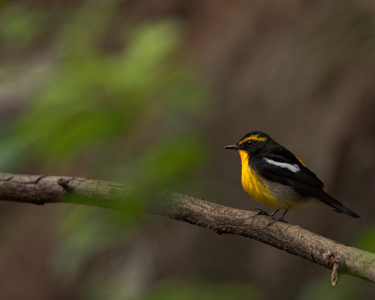 Narcissus Flycatcher - ML644990154