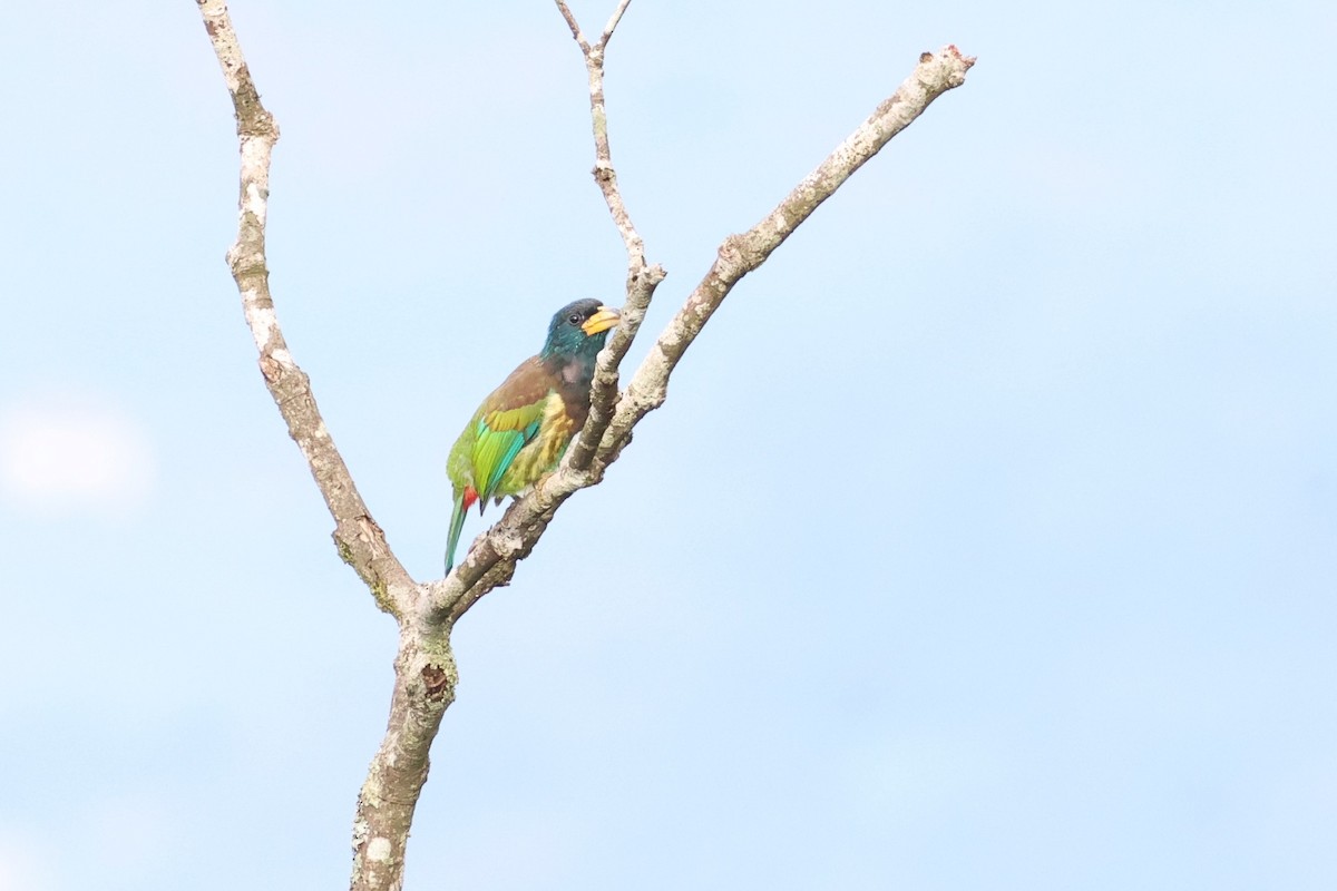 Barbu géant - ML644990161