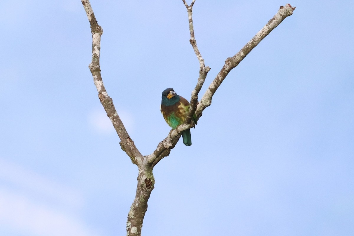 Barbu géant - ML644990162