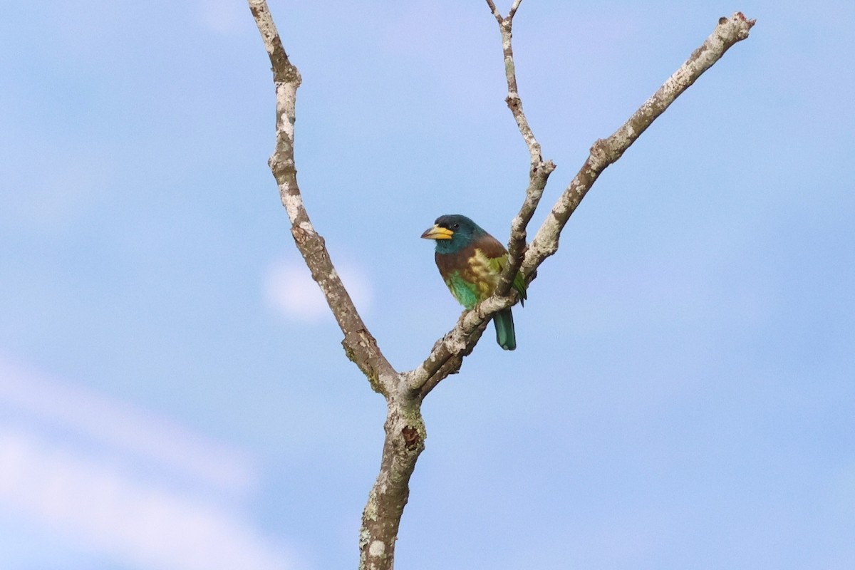 Barbu géant - ML644990163
