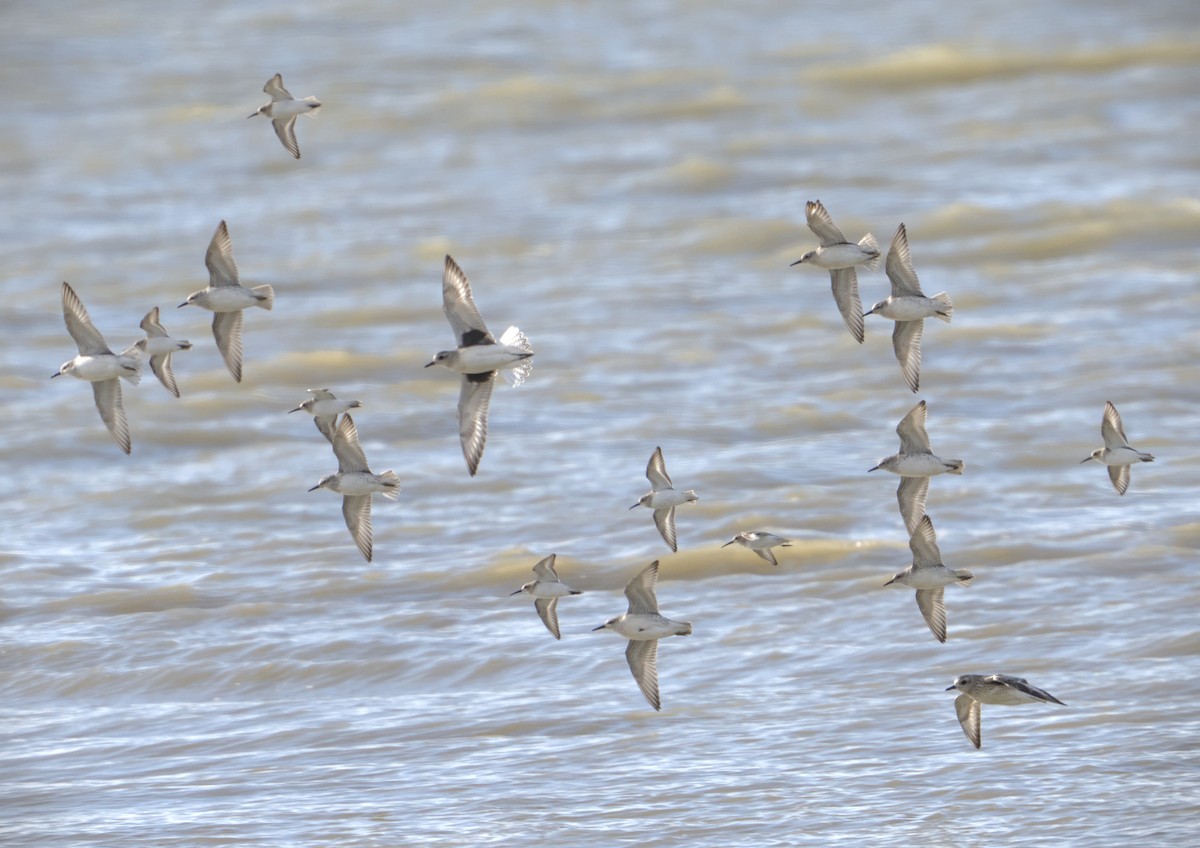 Black-bellied Plover - ML644990166