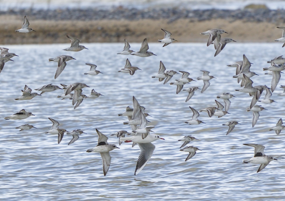 Black-bellied Plover - ML644990167