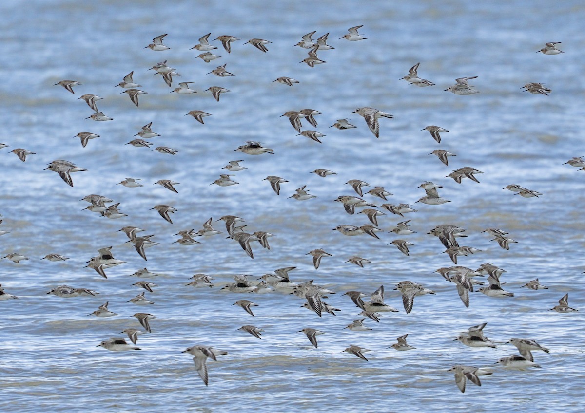 Black-bellied Plover - ML644990168