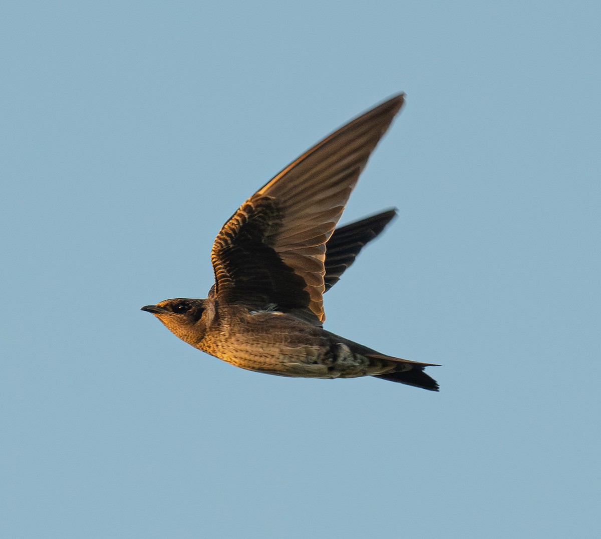 Purple Martin - ML644990180