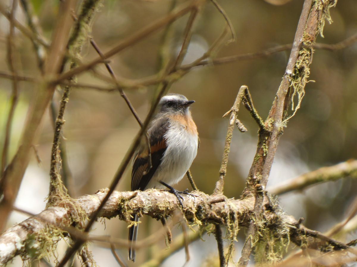 Rufous-breasted Chat-Tyrant - ML644990187