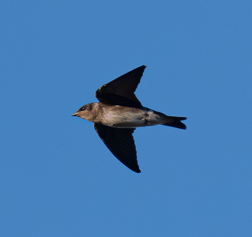 Purple Martin - ML644990192