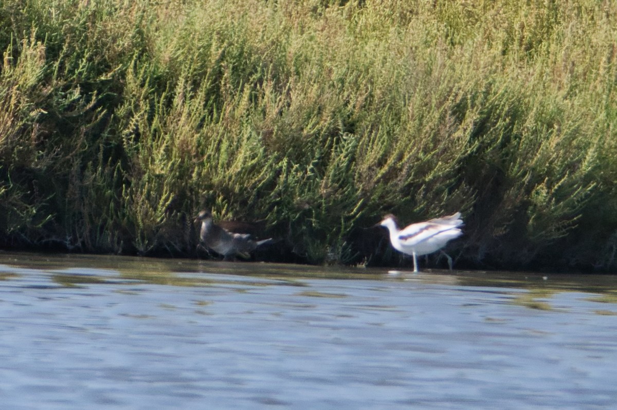Avocette élégante - ML644990199