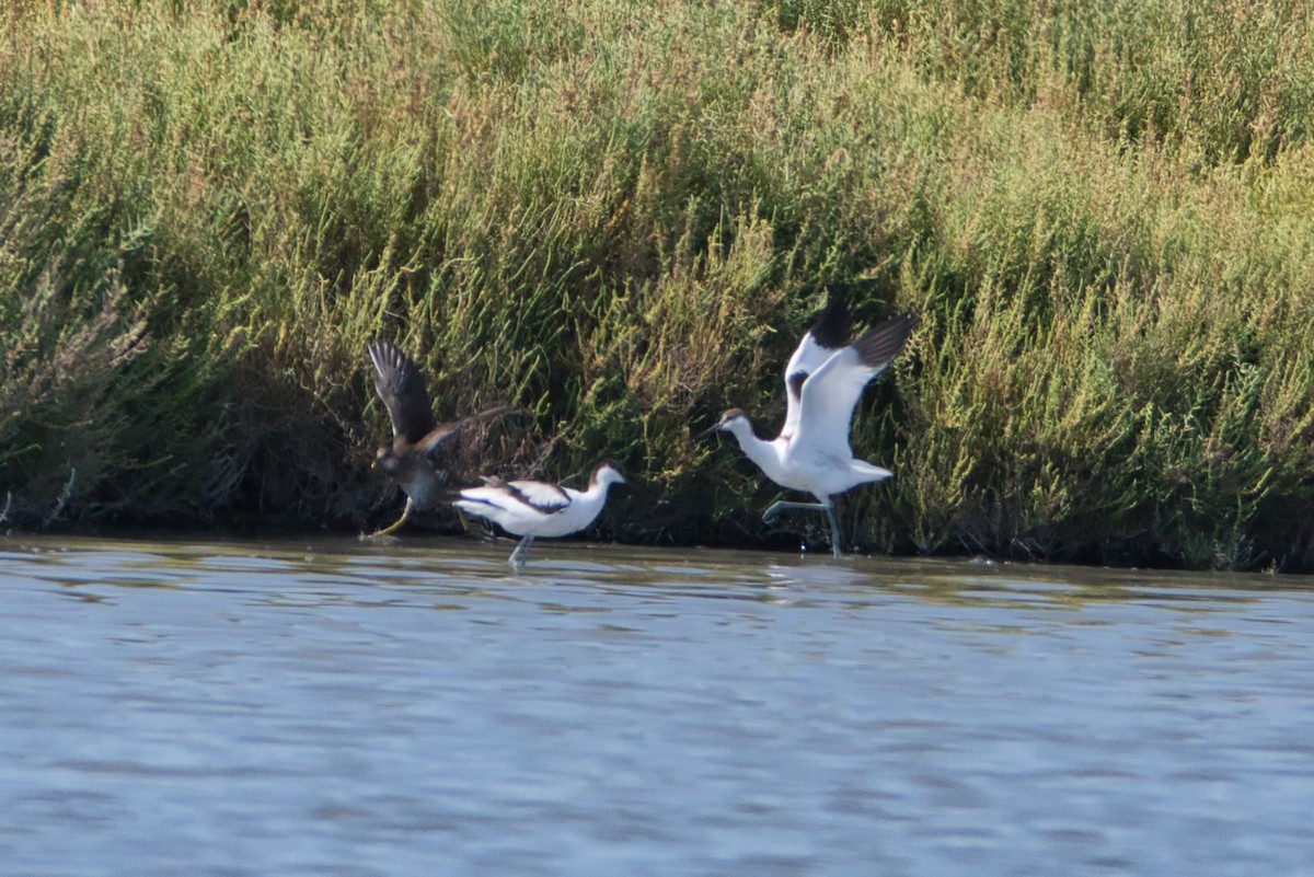 Avocette élégante - ML644990200