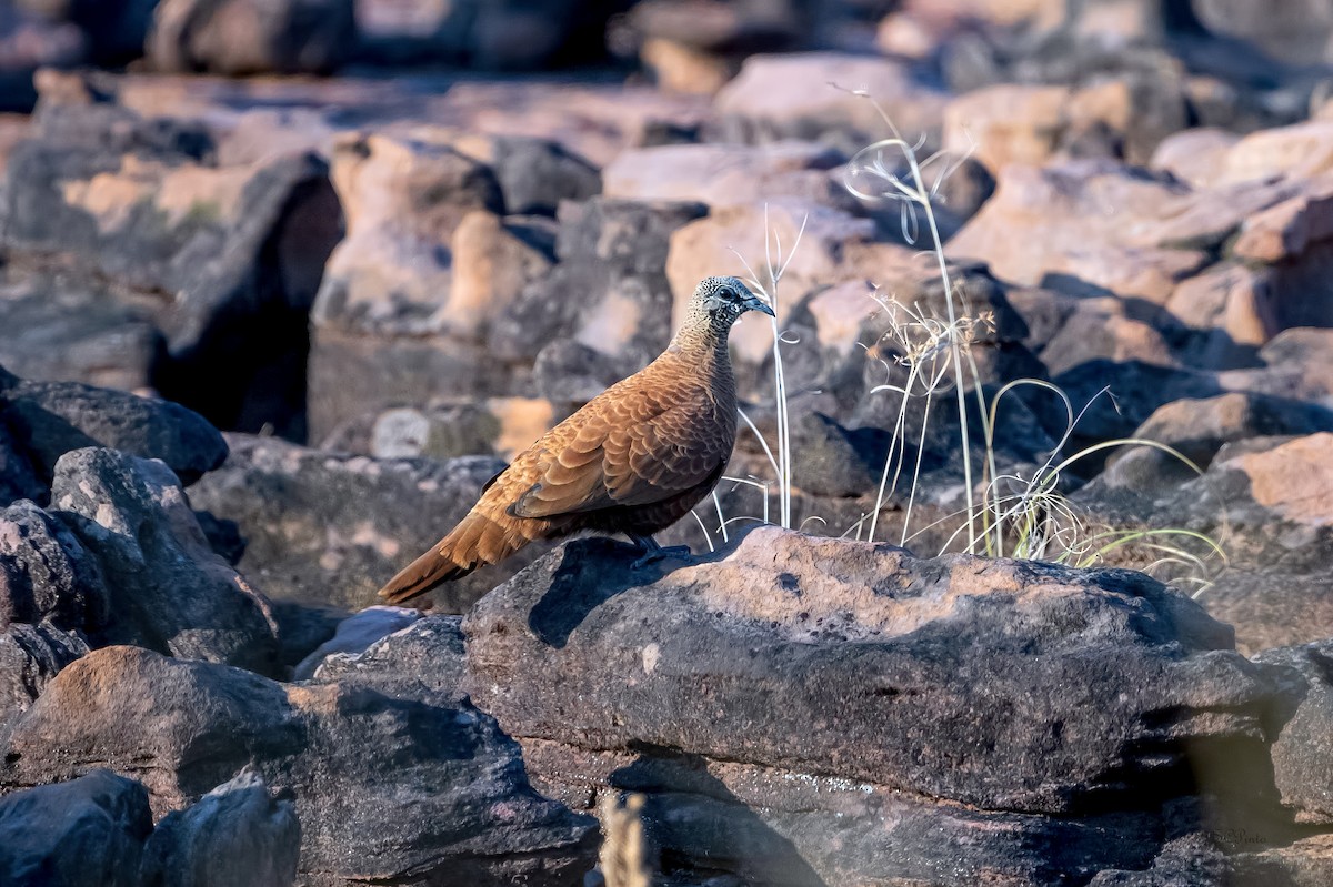 Белокрылый каменный голубь - ML644990207