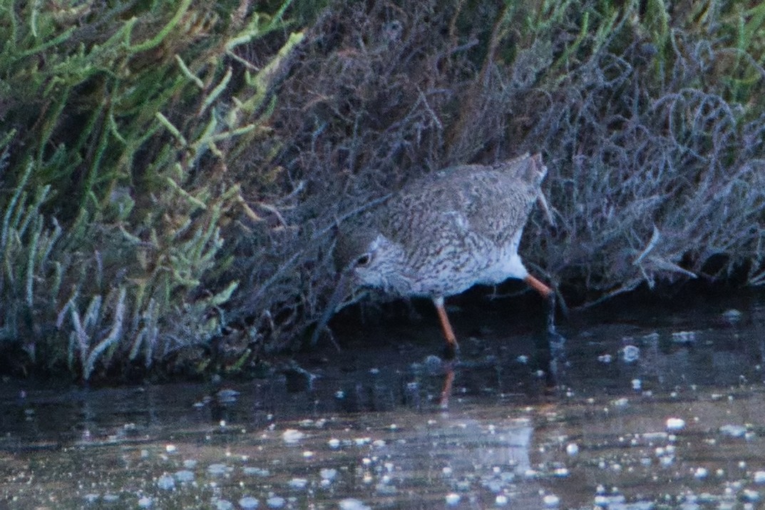 Chevalier gambette - ML644990220