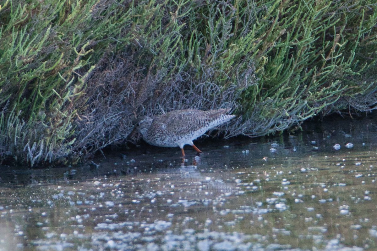 Chevalier gambette - ML644990221