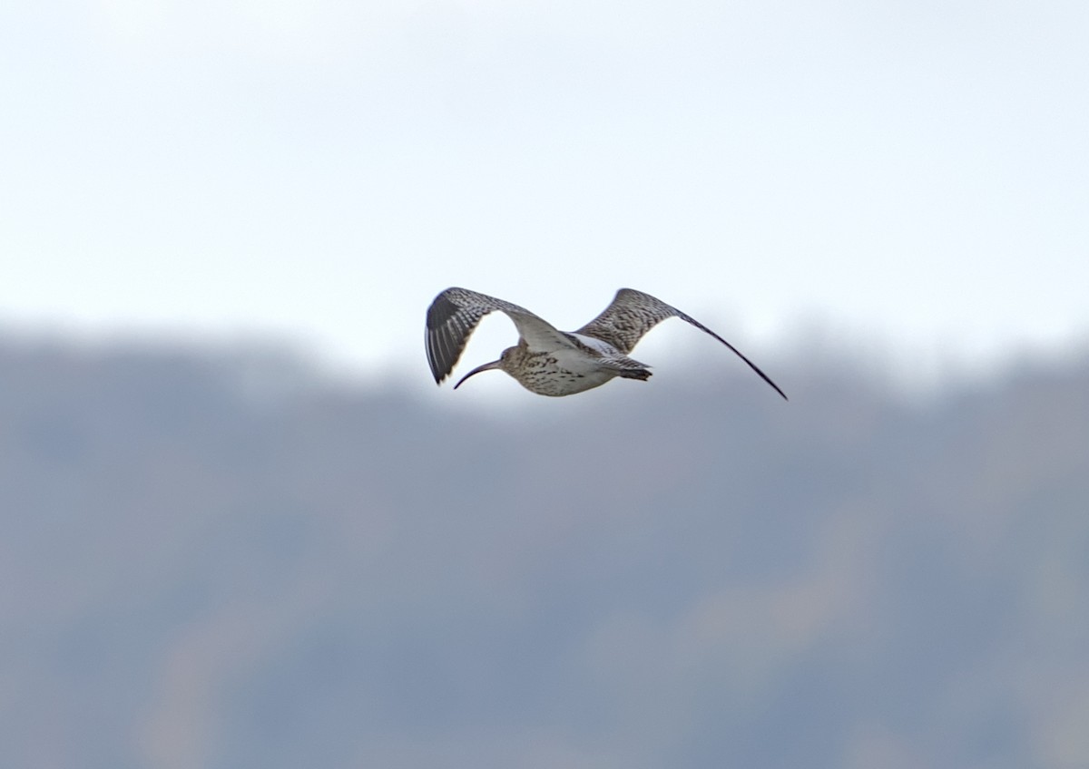 Eurasian Curlew - ML644990222