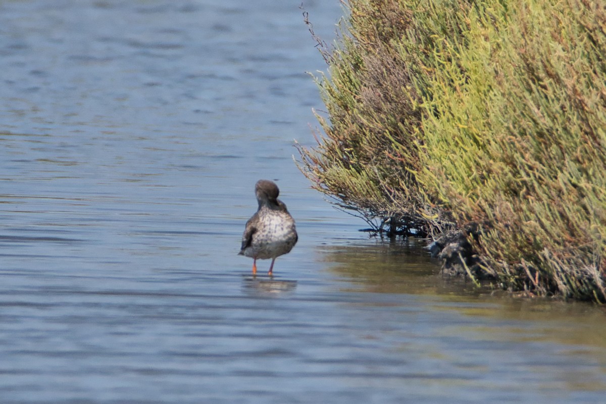 Chevalier gambette - ML644990238