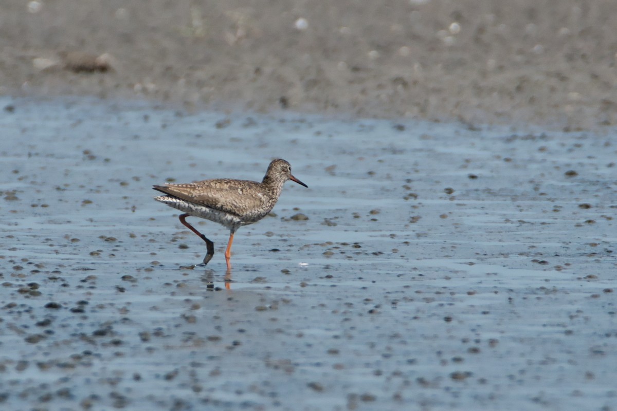 Chevalier gambette - ML644990248