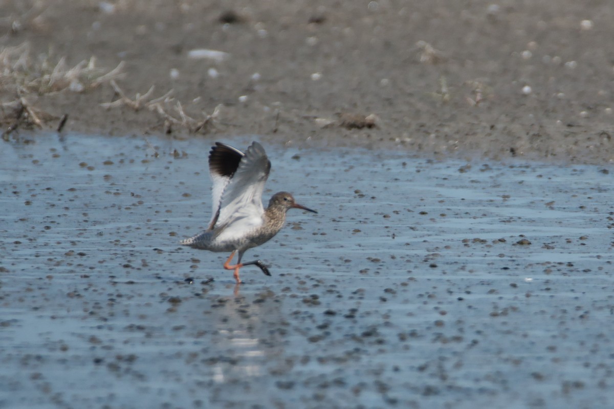 Chevalier gambette - ML644990249