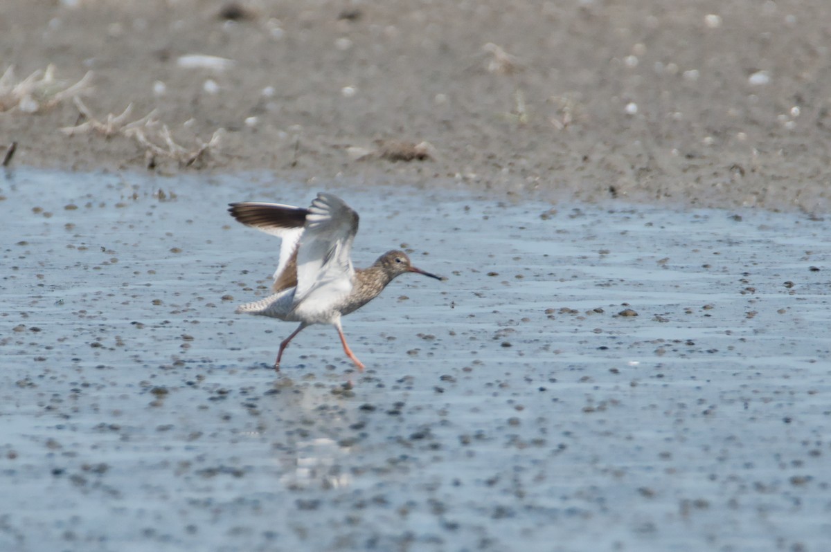 Chevalier gambette - ML644990250