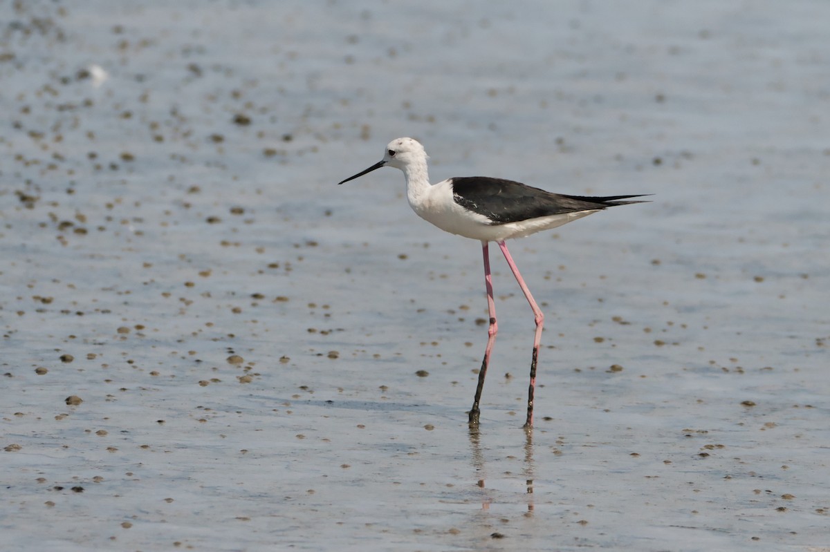 Échasse blanche - ML644990311