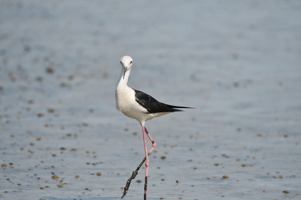 Échasse blanche - ML644990313