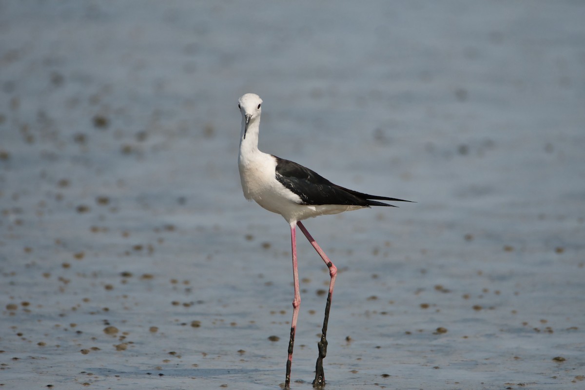 Échasse blanche - ML644990314