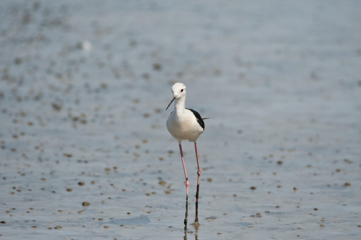 Échasse blanche - ML644990315