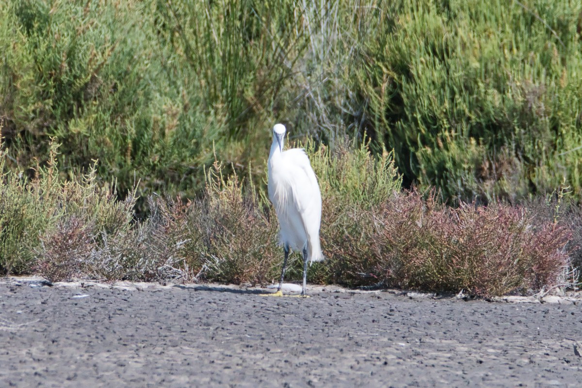 Aigrette garzette - ML644990321