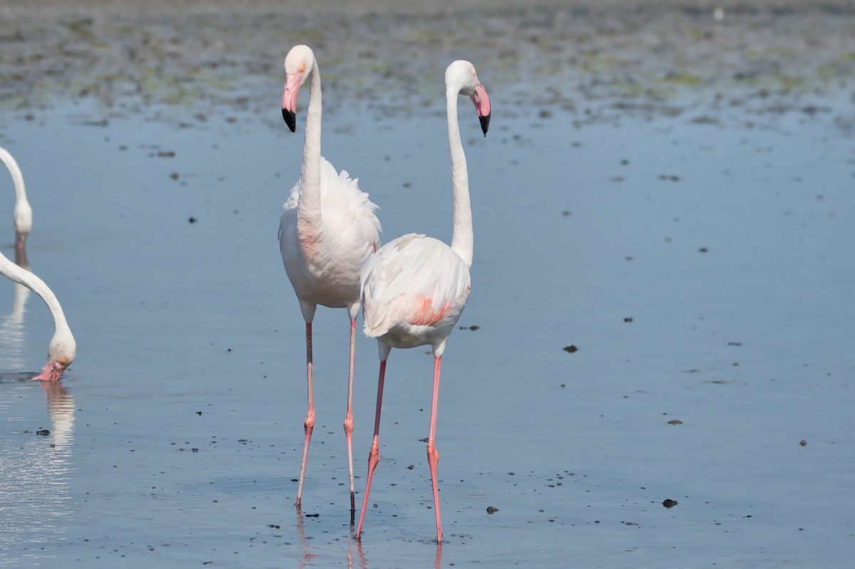 Flamant rose - ML644990333