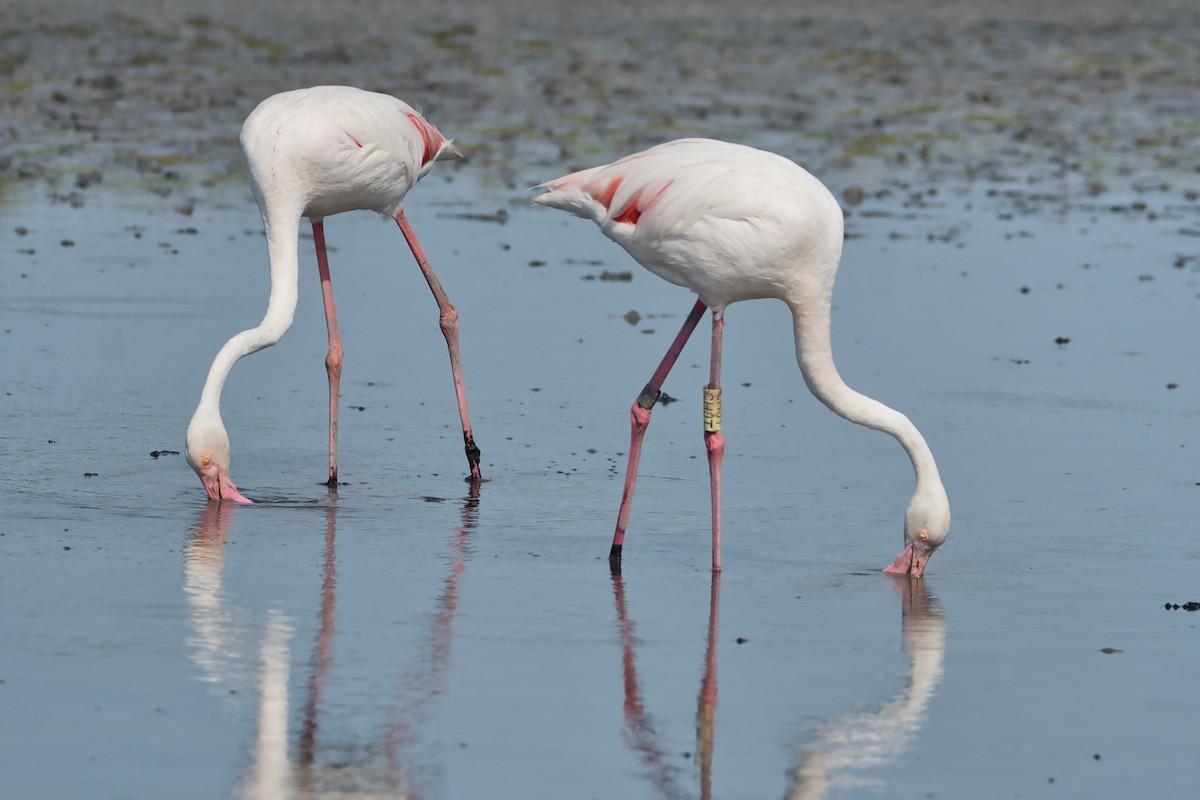 Flamant rose - ML644990334