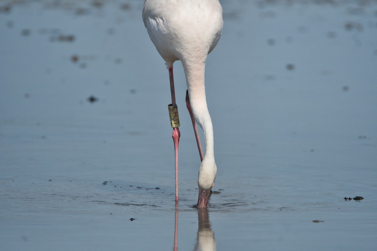 Flamant rose - ML644990335