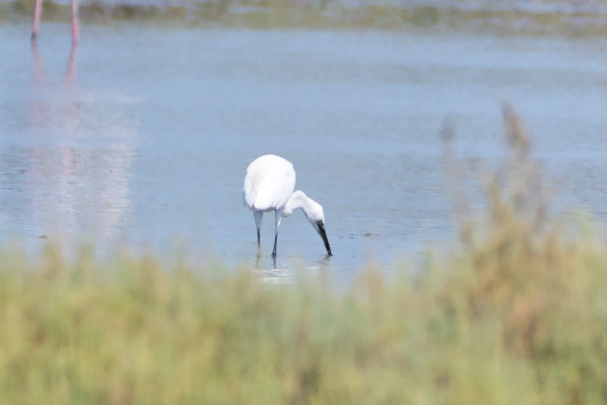 Aigrette garzette - ML644990338