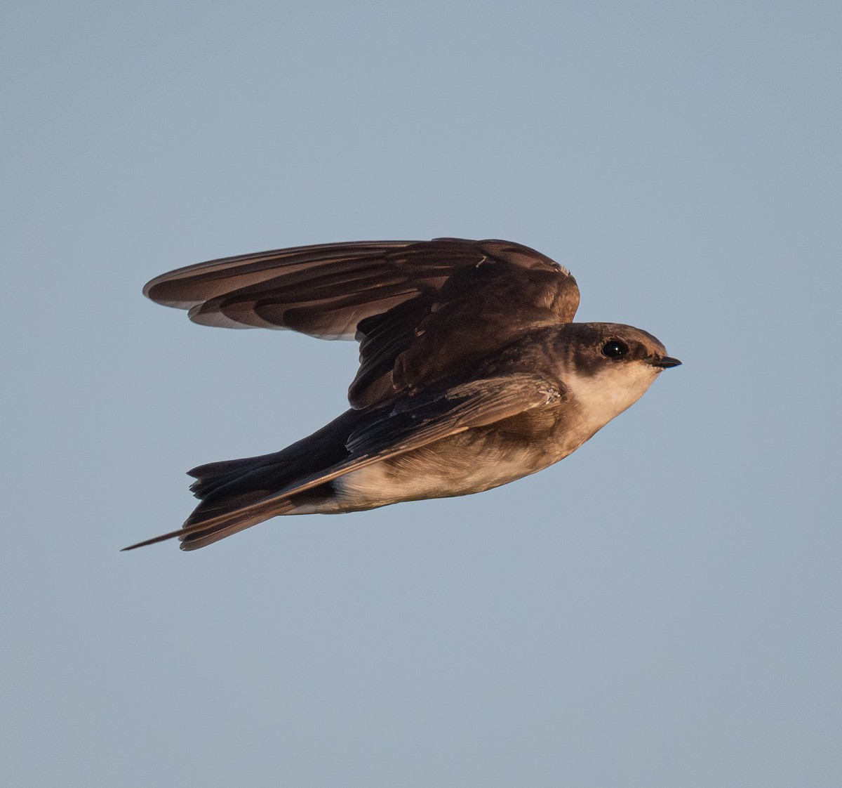 Uhalde-enara arrunta - ML644990339