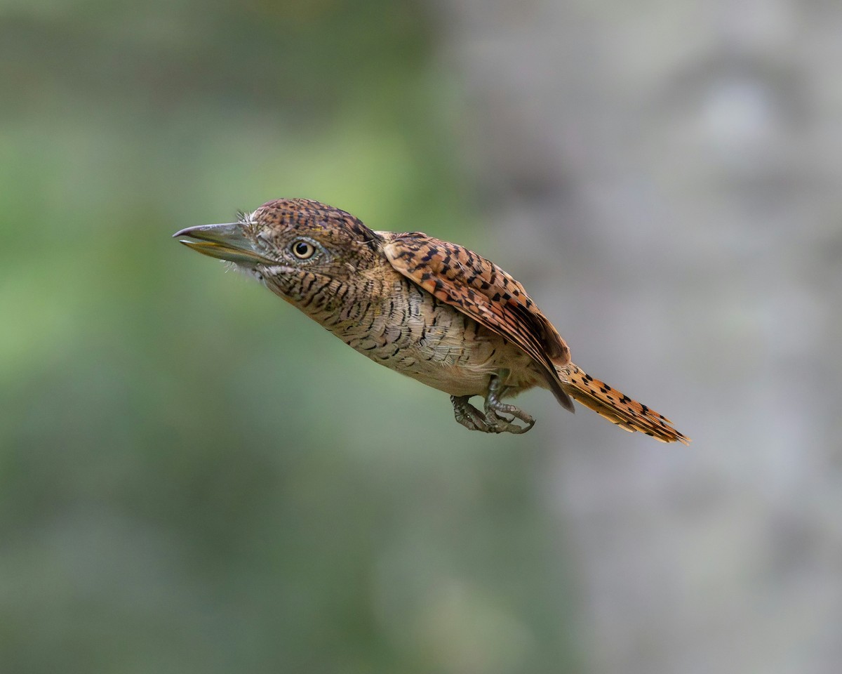 Barred Puffbird - ML644990344