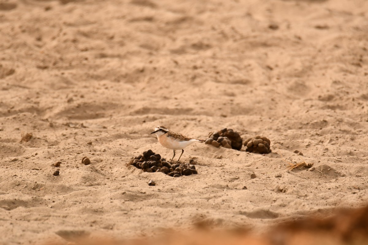 kulík africký - ML644990358