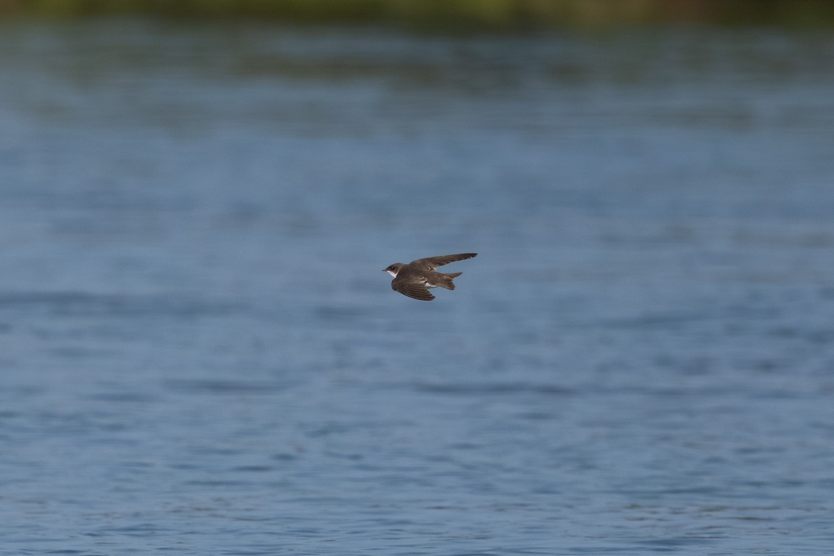 Uhalde-enara arrunta - ML644990369