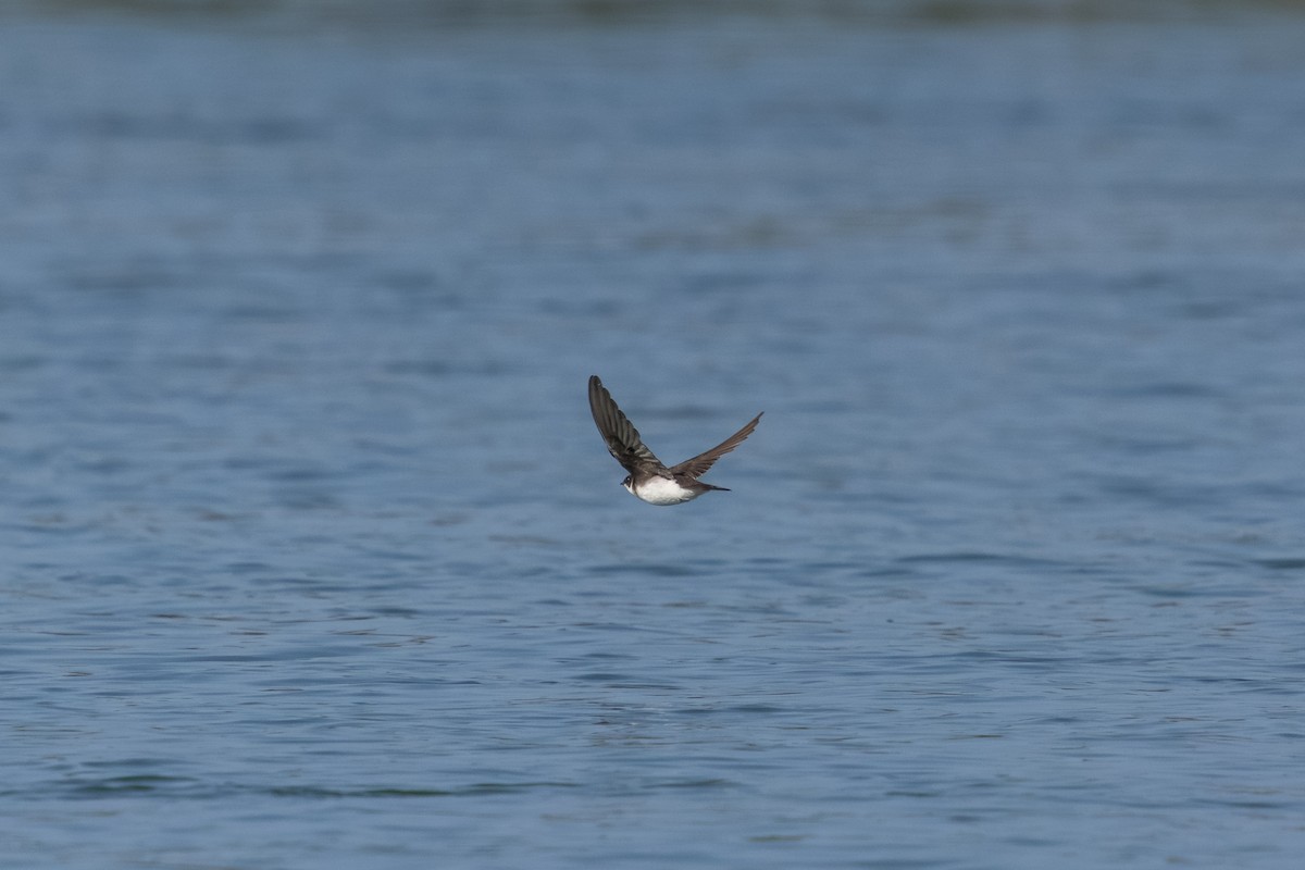 Uhalde-enara arrunta - ML644990370