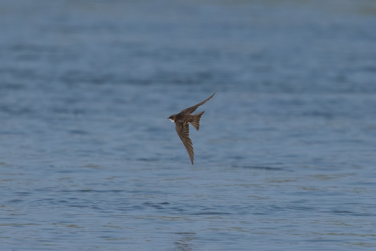 Uhalde-enara arrunta - ML644990371