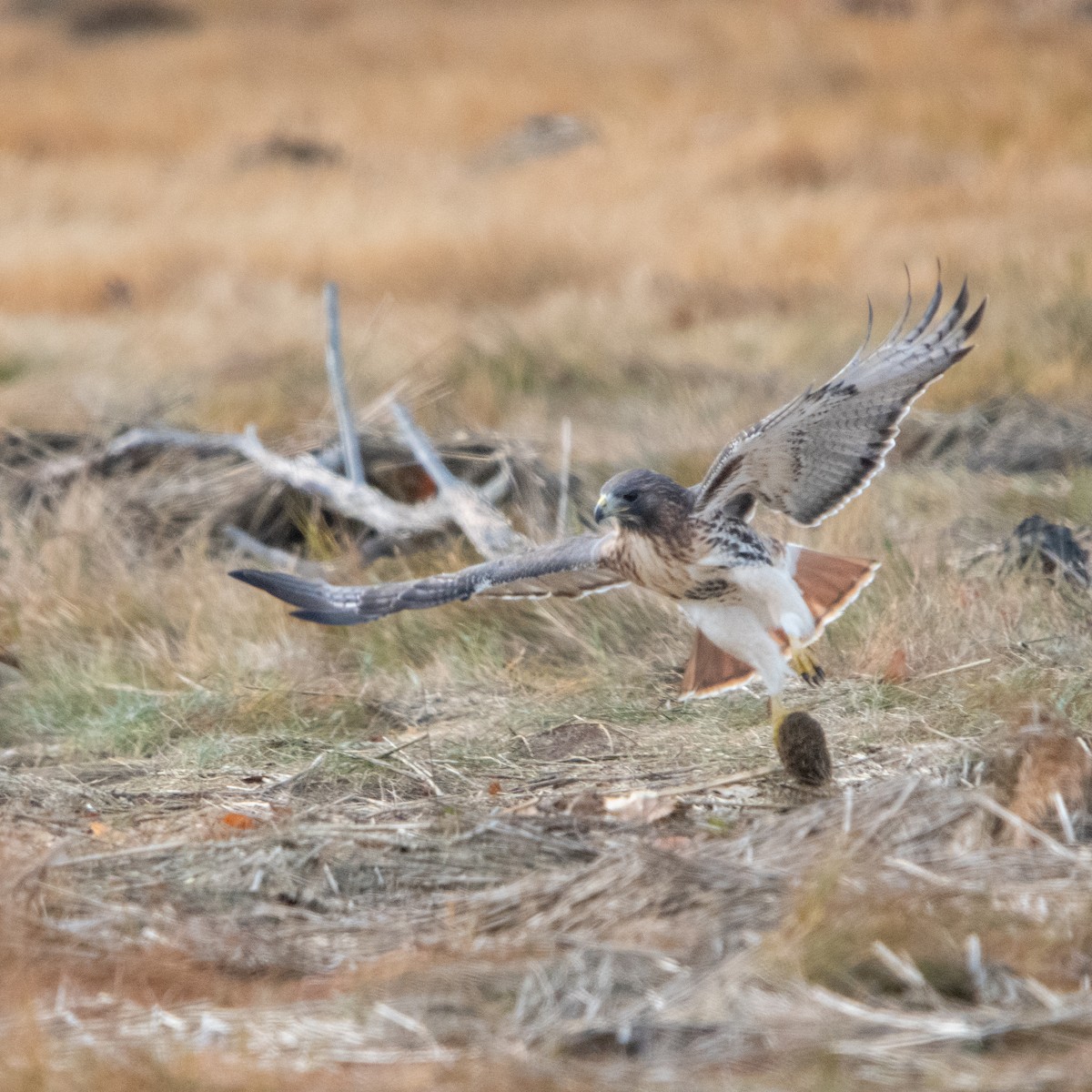 Red-tailed Hawk - ML644990384